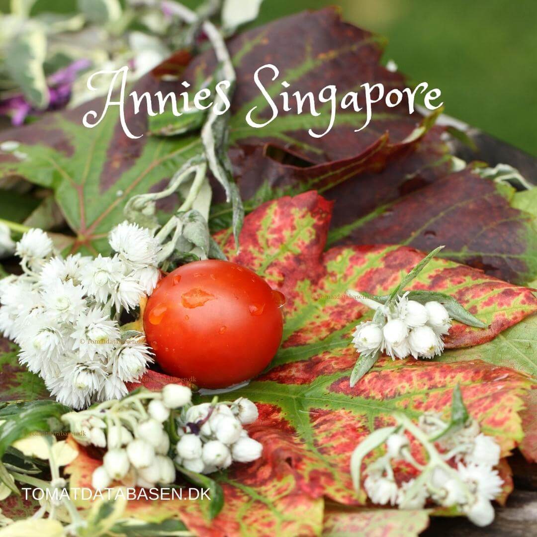 *Annies Singapore